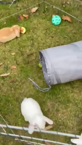 Mini Lop rabbits for sale: Mini Lop Male Twins Ready Now - Video 1