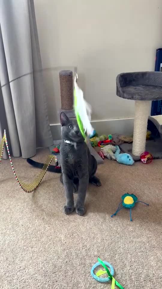 Mixed Breed cats for sale: 5-6 month old male Kitten - Video 1