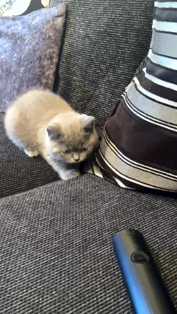British Shorthair cats for sale:     Cute Blue & Cream BSH Kittens  - Video 1