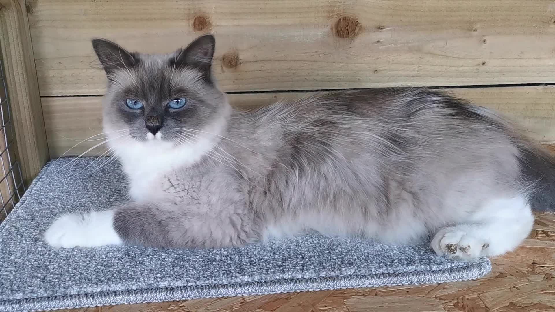 Siberian cats for sale: Registered Siberian Calico kittens  - Video 1