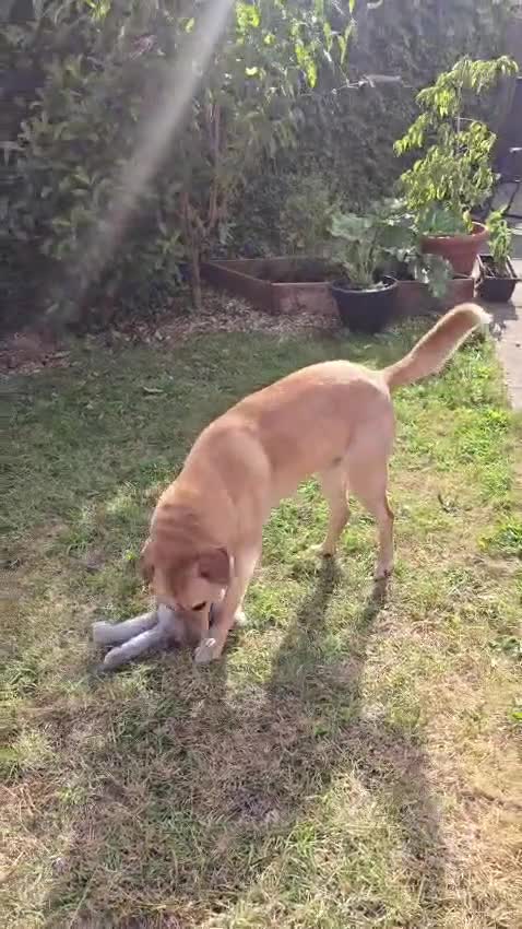 Mixed Breed dogs for adoption: Carlos wants his forever home  in Wakefield - Video 1
