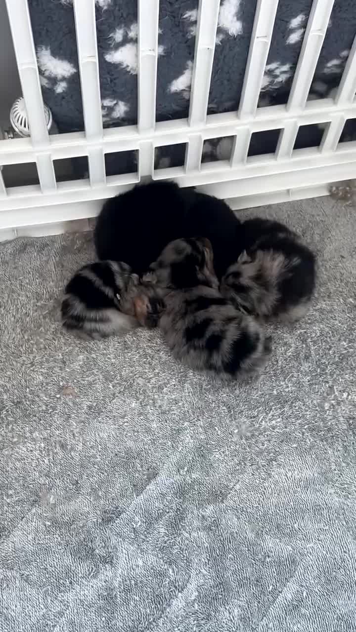 Pomeranian dogs for sale: Merle Pomeranians in Hull - Video 1
