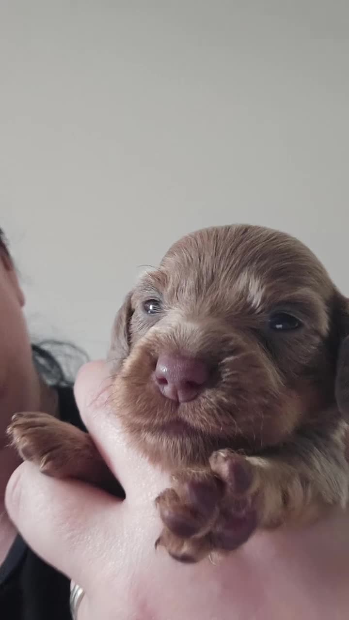 Dachshund dogs for sale: Mini dachshund long hair £850 each  - Video 5