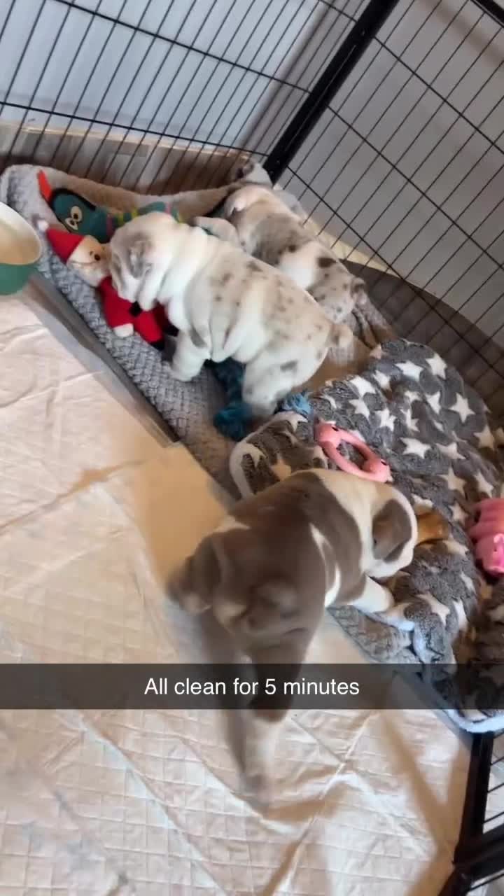 English Bulldog dogs for sale: Last Female English bulldog puppy  - Video 1