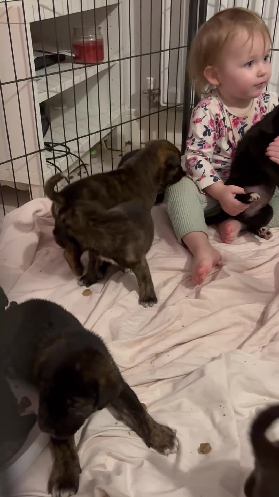 Mixed Breed dogs for sale: Cane corso x Akita  - Video 5