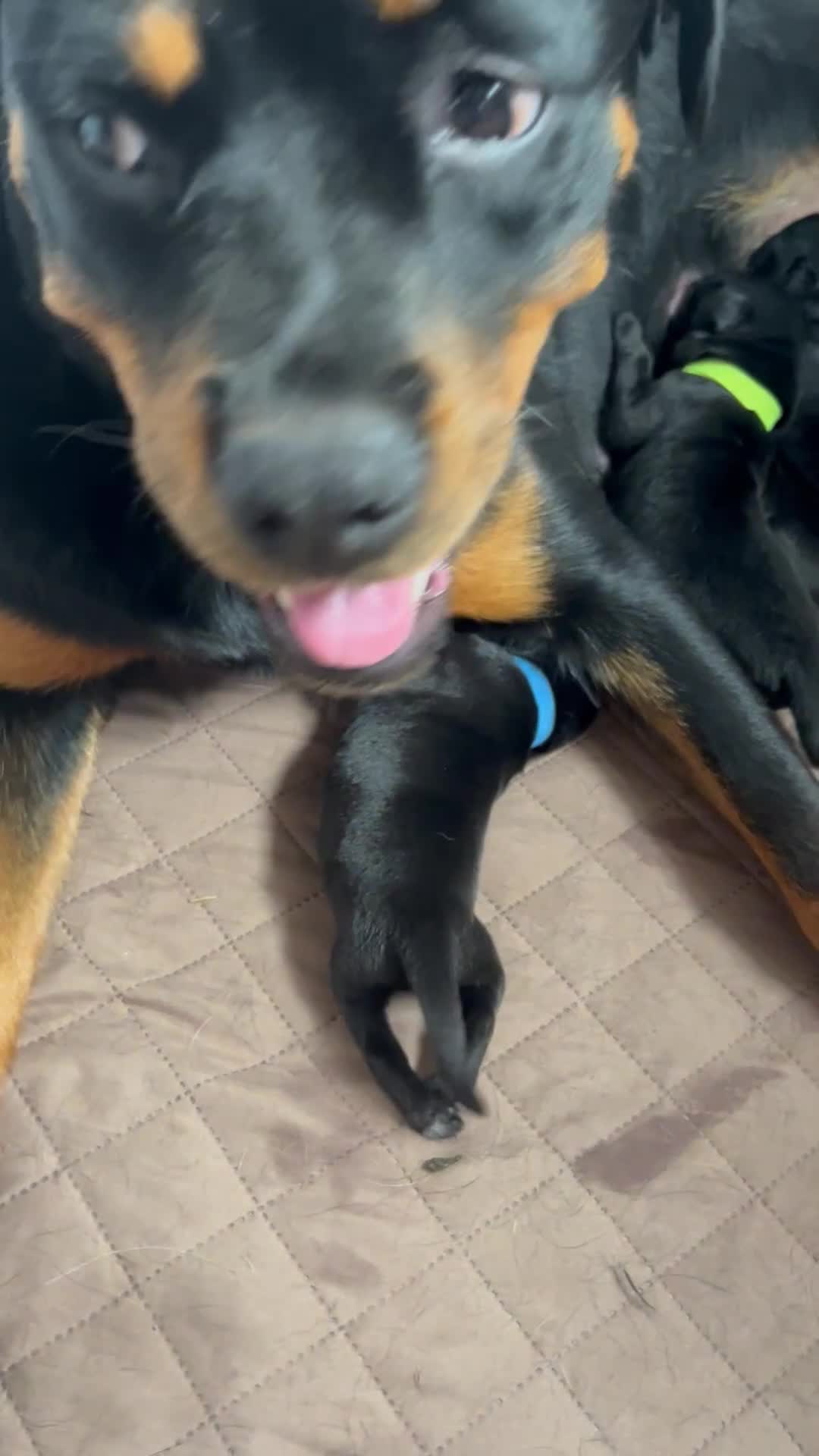 Mixed Breed dogs for sale: 11 adorable Rottador Labweiler puppies for sale   - Video 2