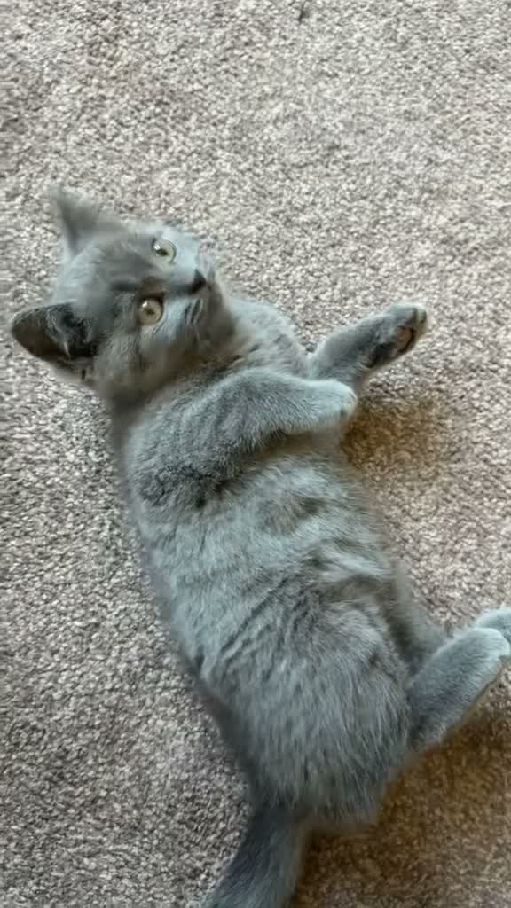 British Shorthair cats for sale: Solid Blue BSH Kittens for sale in Keighley - Video 2