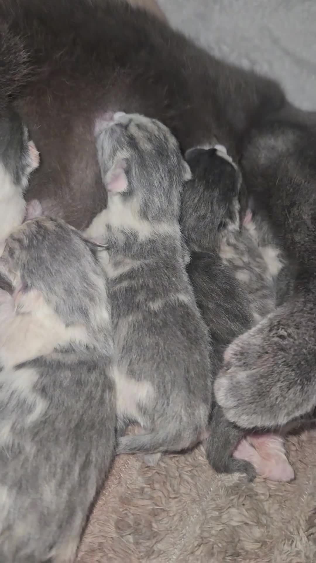 Mixed Breed cats for sale: 6 beautiful kittens  - Video 1