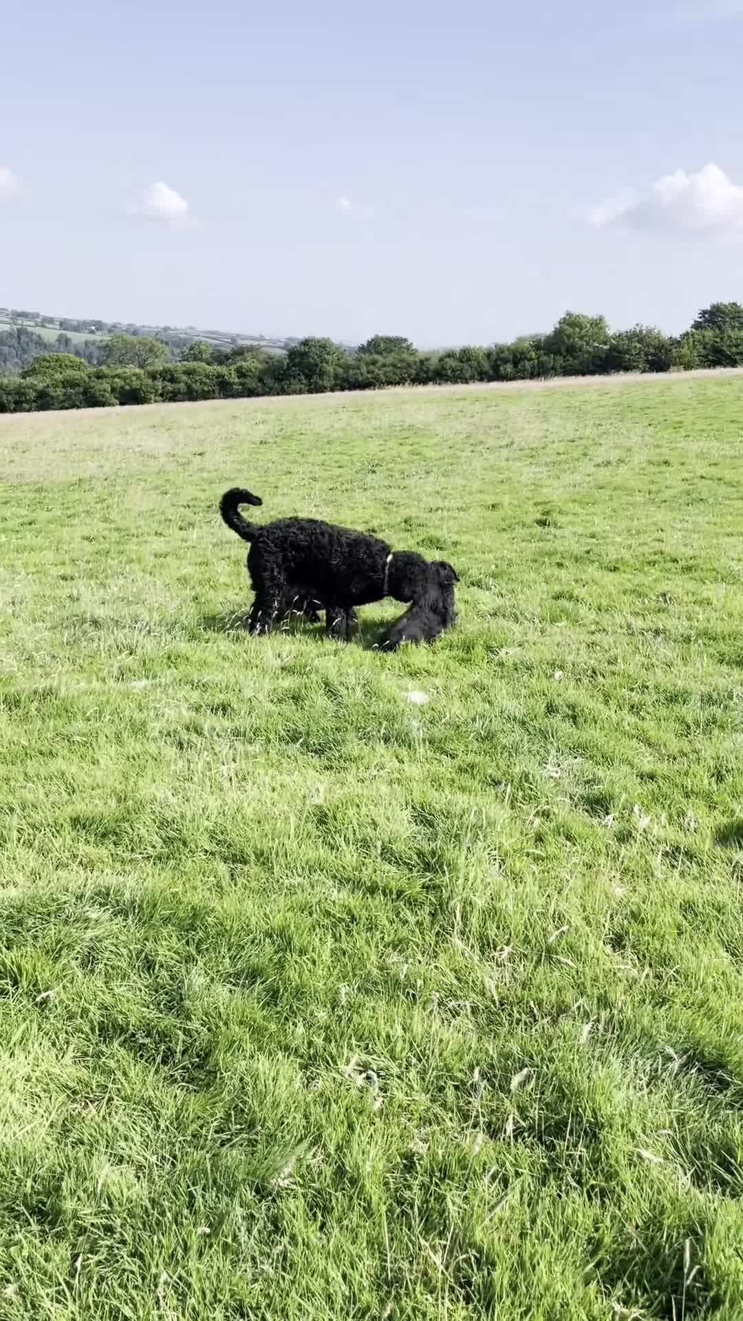 Russian Black Terrier dogs for sale: Russian Black Terrier Pups for Sale - Video 3