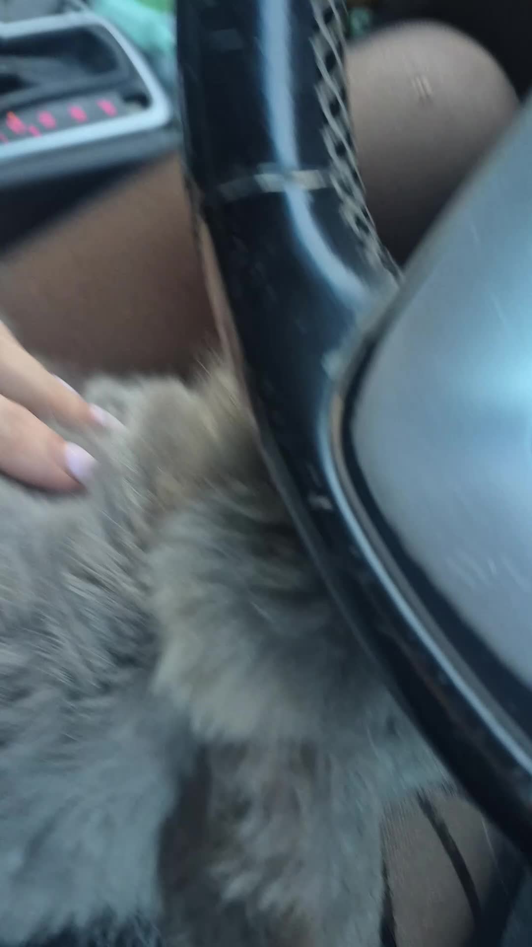 French Lop rabbits for sale: Giant breed french lops pure bred giants - Video 1