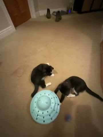 Ragdoll cats for sale: ragdoll cross  - Video 2
