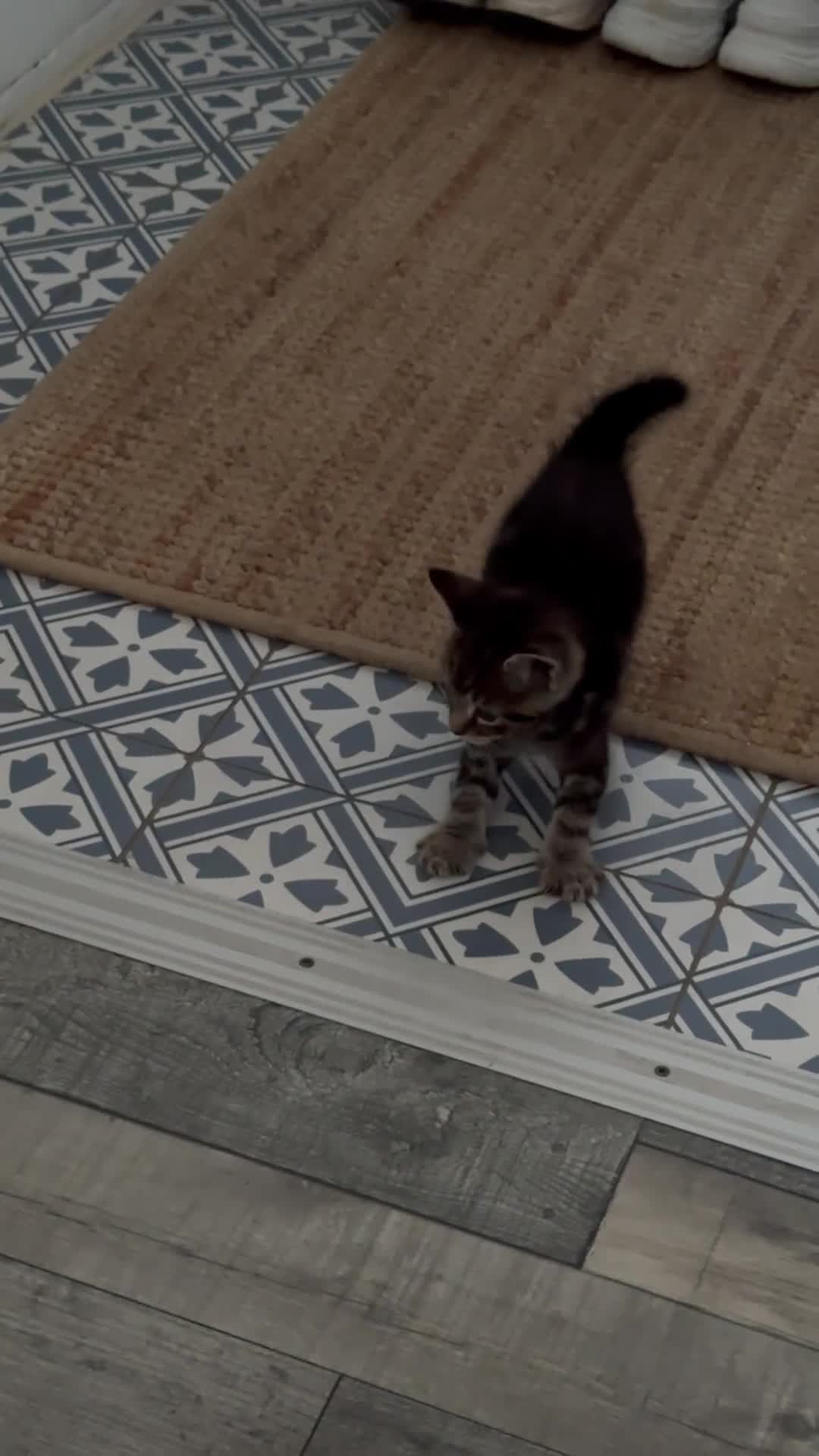 Mixed Breed cats for sale: 6 pretty little angel  in Northampton - Video 1