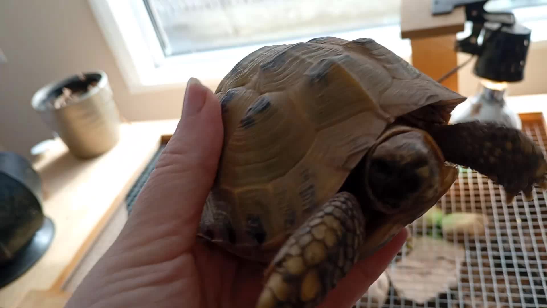 Tortoise reptiles for sale: 7 year old tortoise with enclosure  in Daventry - Video 1