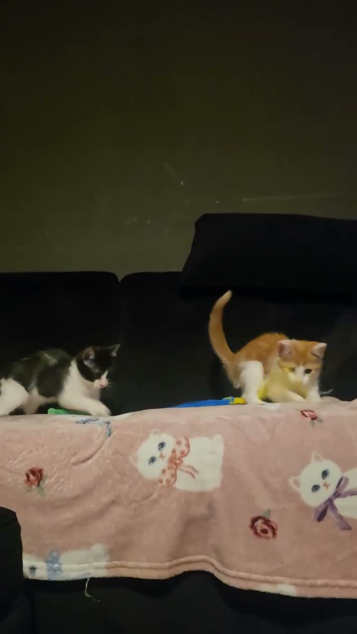 Mixed Breed cats for sale: Kittens  - Video 1