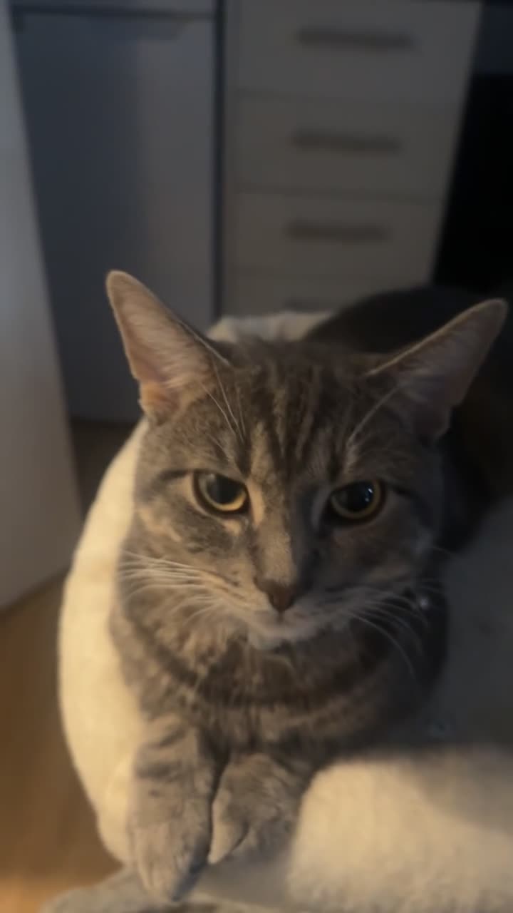 British Shorthair cats for sale: Marvo the tabby cat  in London - Video 1