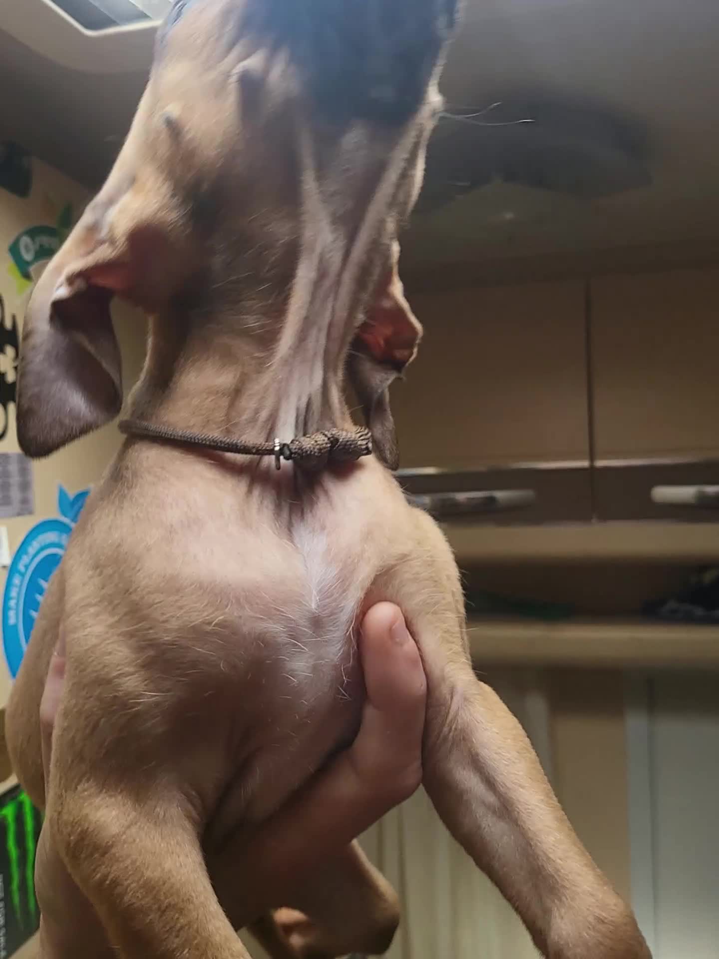 Mixed Breed dogs for sale: Staff cross  - Video 1