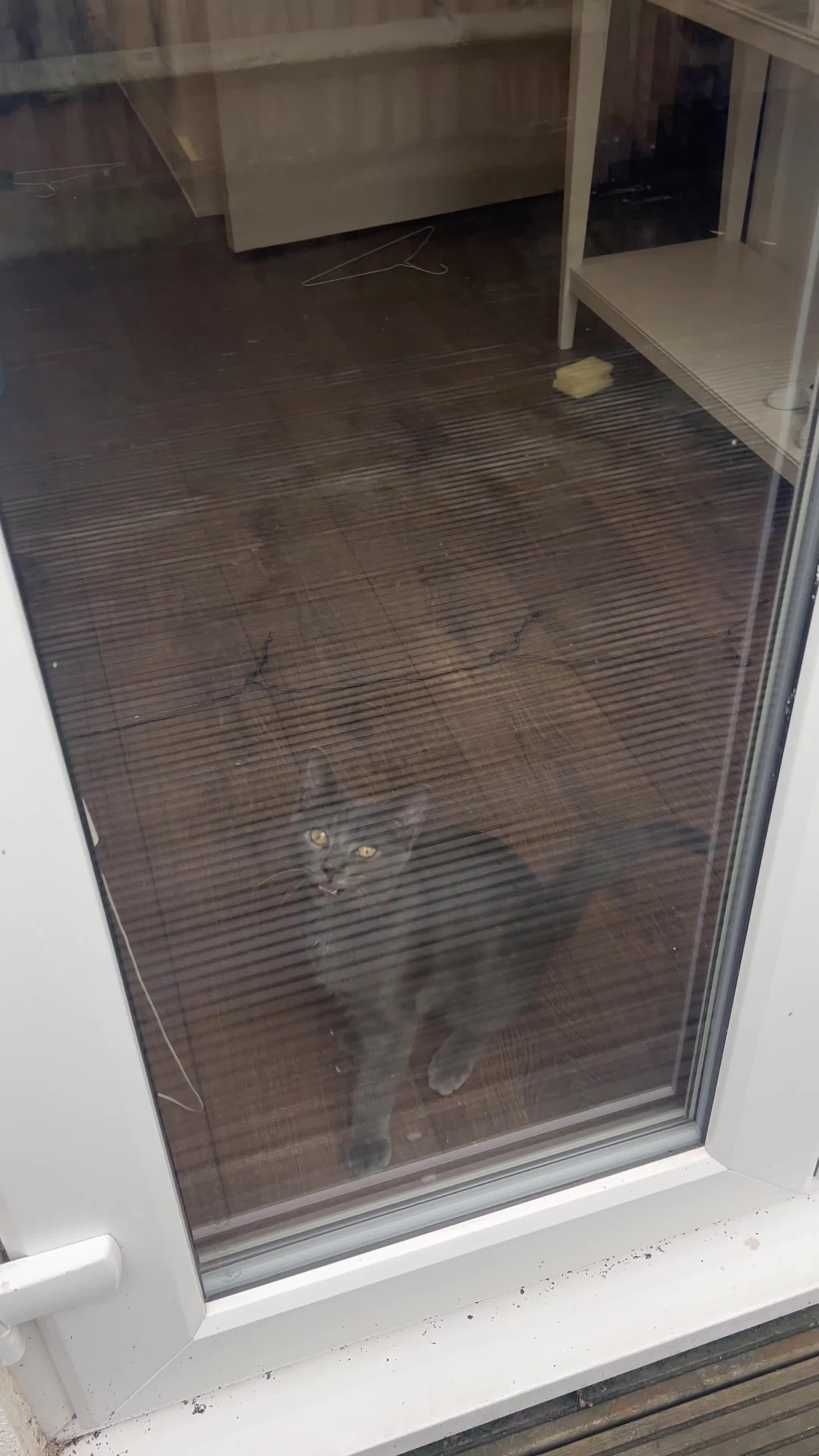 Russian Blue cats for sale: Blue Russian  - Video 5