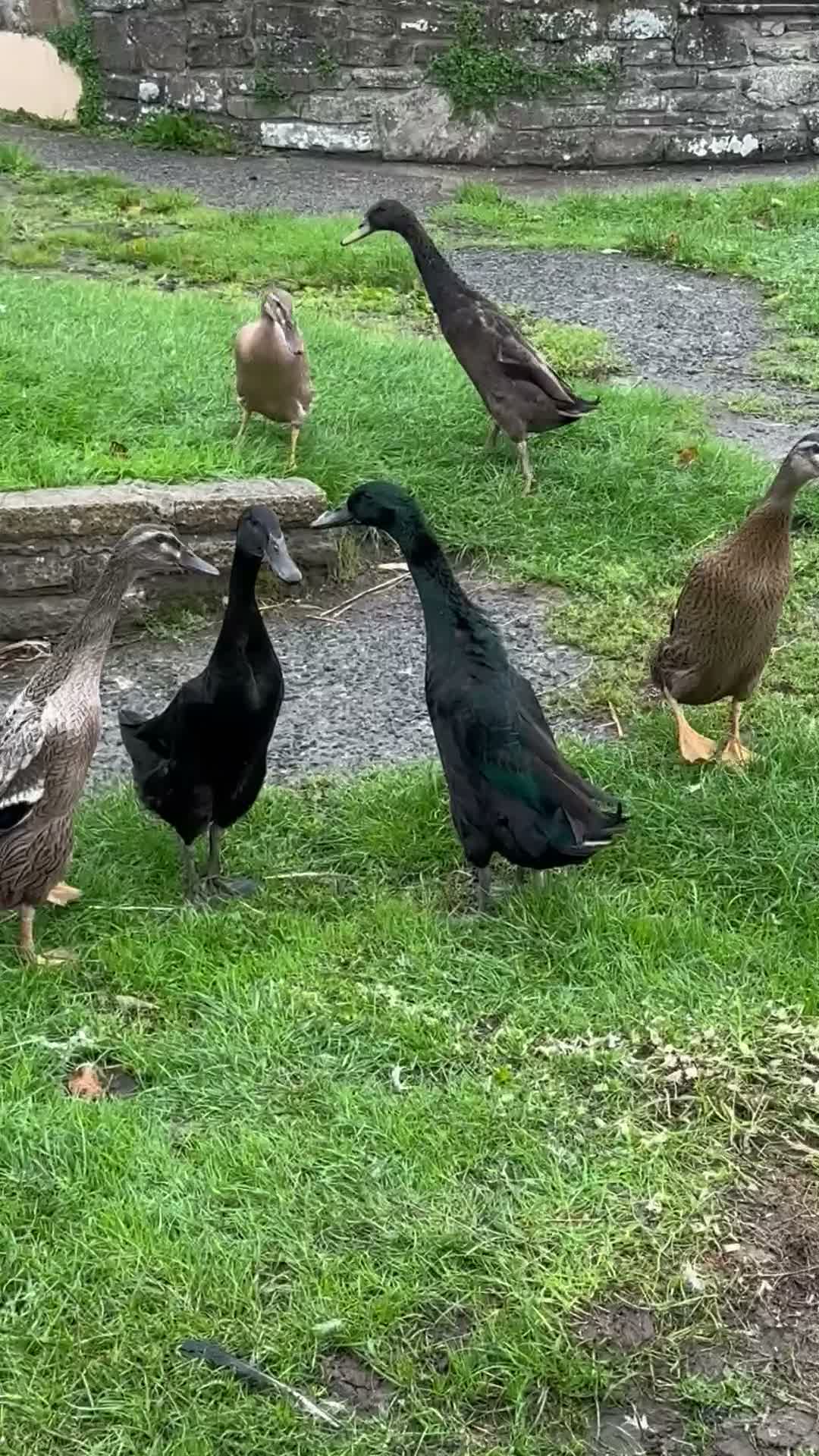 Ducks poultry for sale: Flock of young runner ducks - Video 1