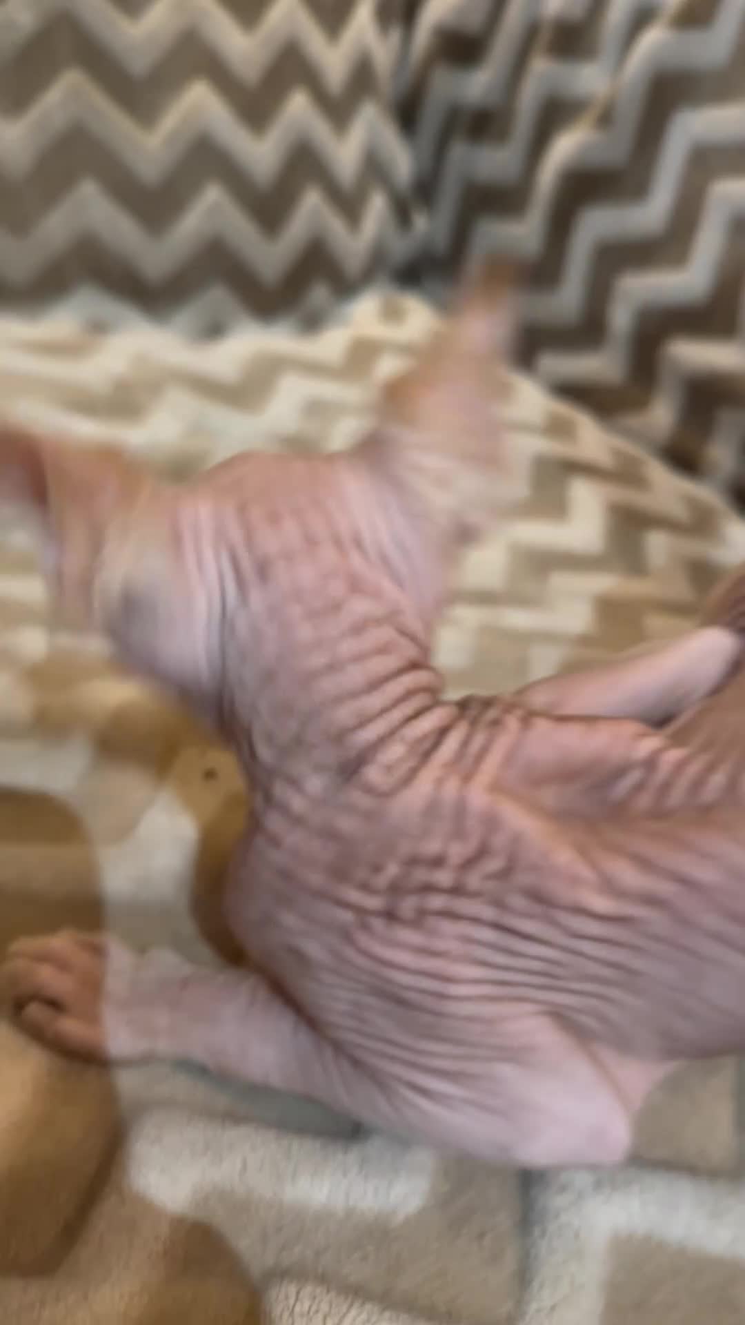 Sphynx cats for sale: sphynx and bambino kittens  - Video 2