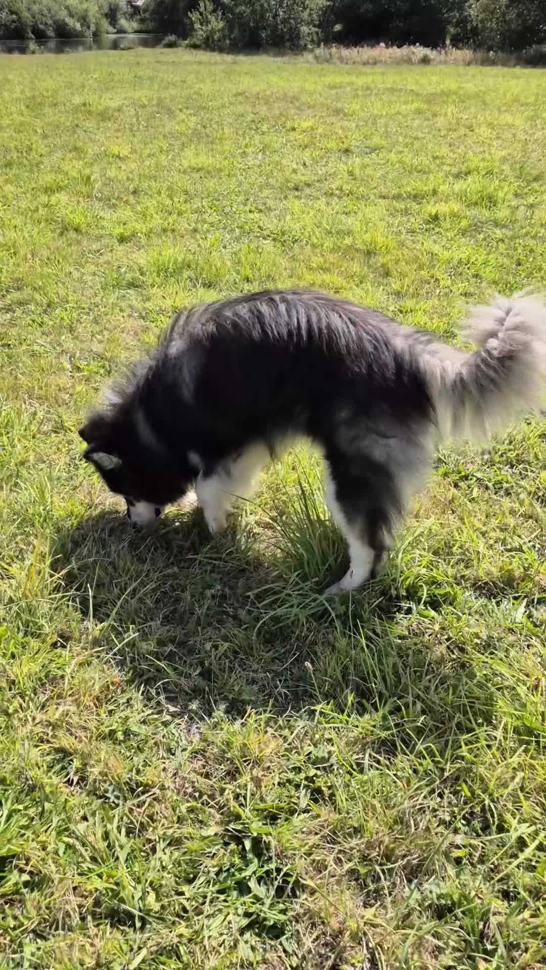 Alaskan Malamute dogs for stud: KC registered alaskan malamute for stud - Video 1