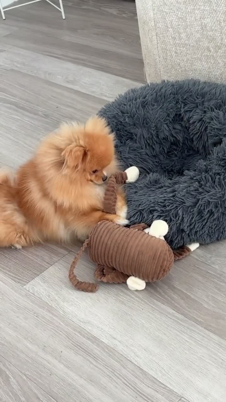 Pomeranian dogs for sale: Beautiful Pomeranian Girl Bambi - Video 3