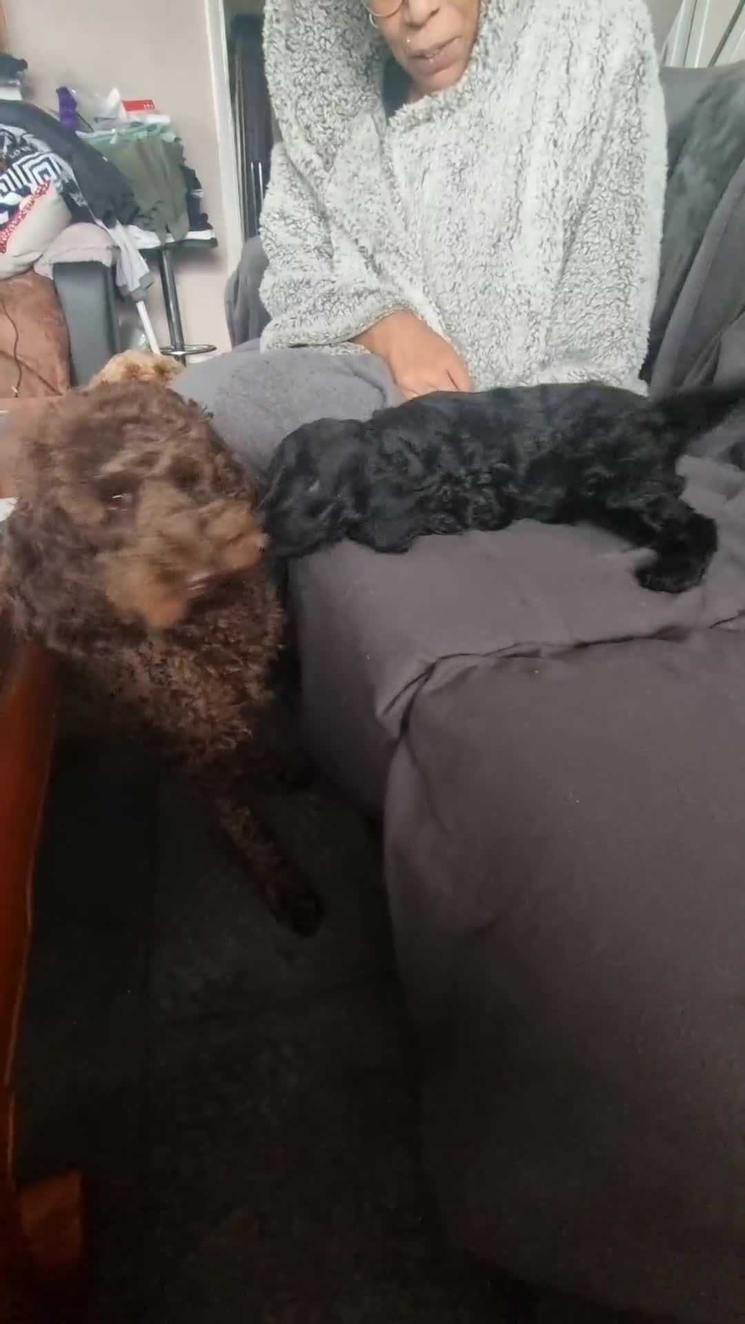 Cockapoo dogs for sale: Miniature chocolate cockapoos.8 weeks old - Video 1