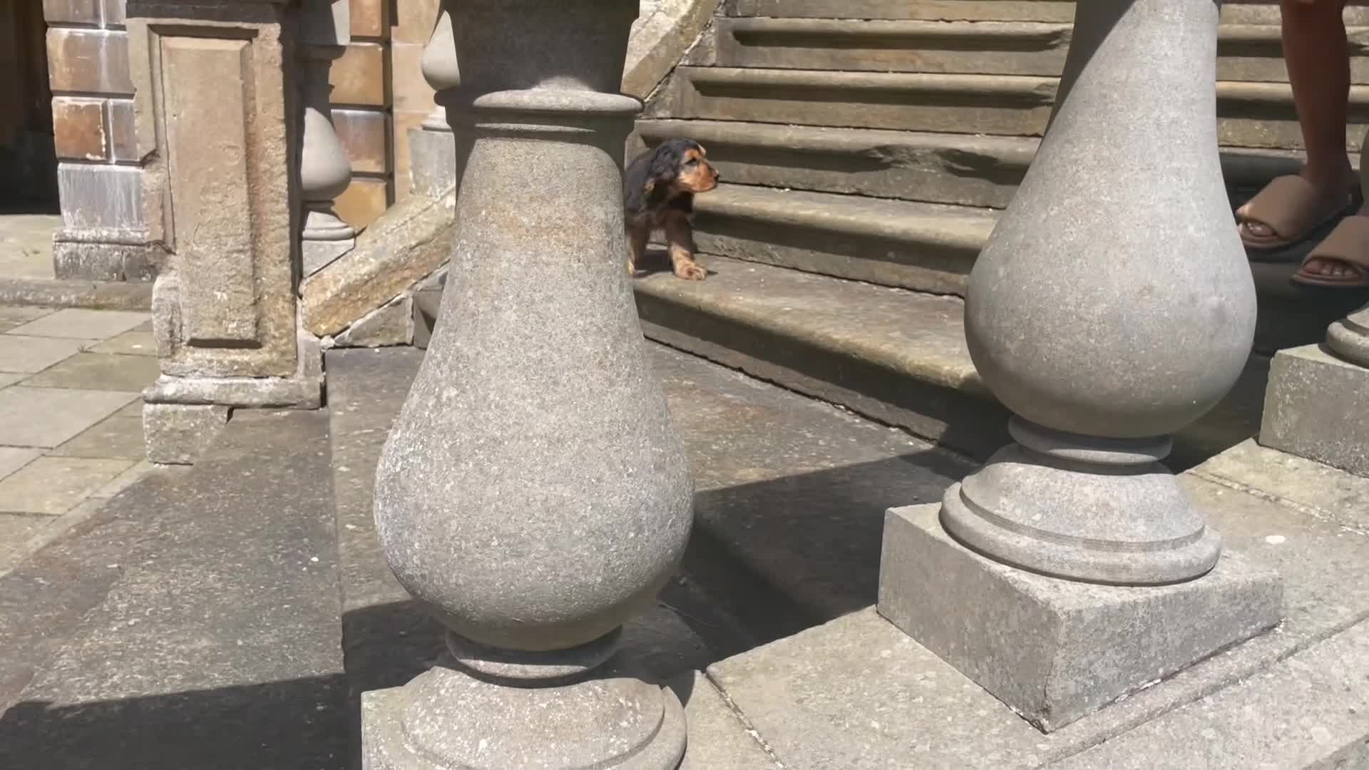 Cocker Spaniel dogs for sale: Show type cocker spaniel  in Banff - Video 3
