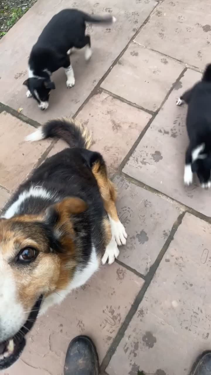 Border Collie dogs for sale: Lovely Border Collie pups available 🩷 - Video 1