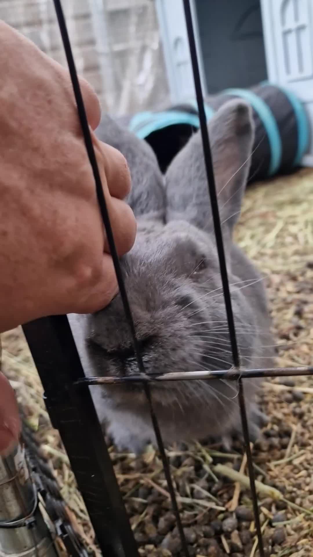 Continental Giant rabbits for sale: Pure Blue Male Continental Giant  - Video 2