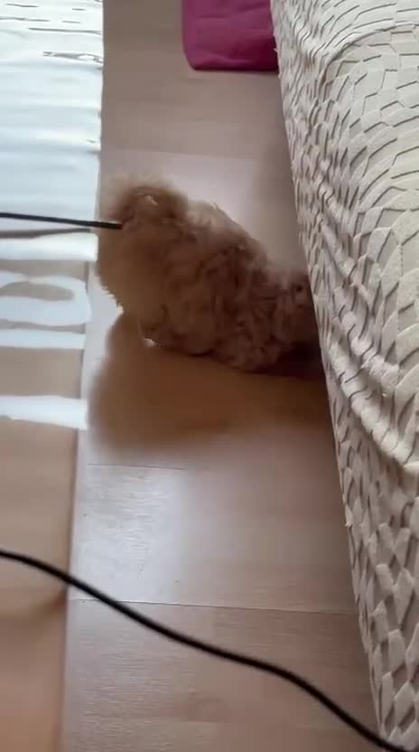 Maltipoo dogs for sale: So adorable and Tiny F1 Korean Maltipoo - Video 1