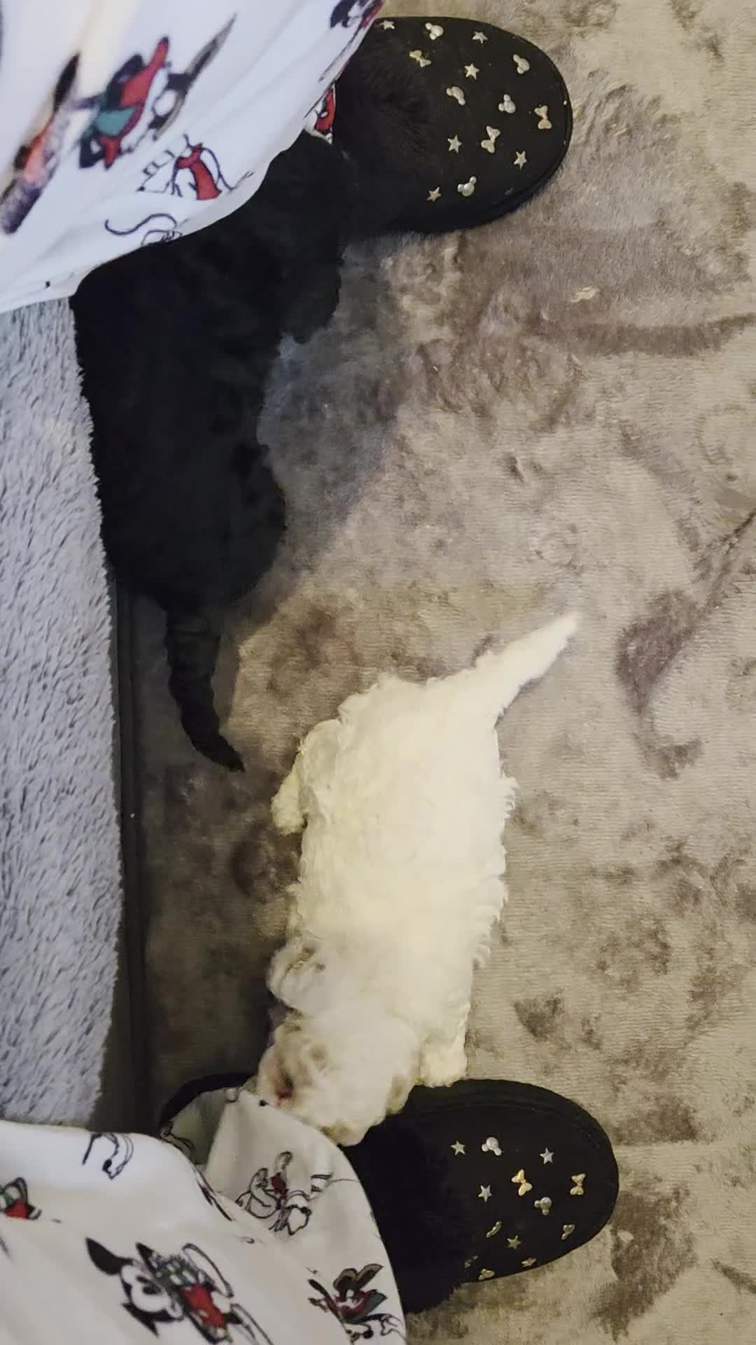 Cavapoo dogs for sale: F1B Cavapoo Puppies 4 boys avialable - Video 1