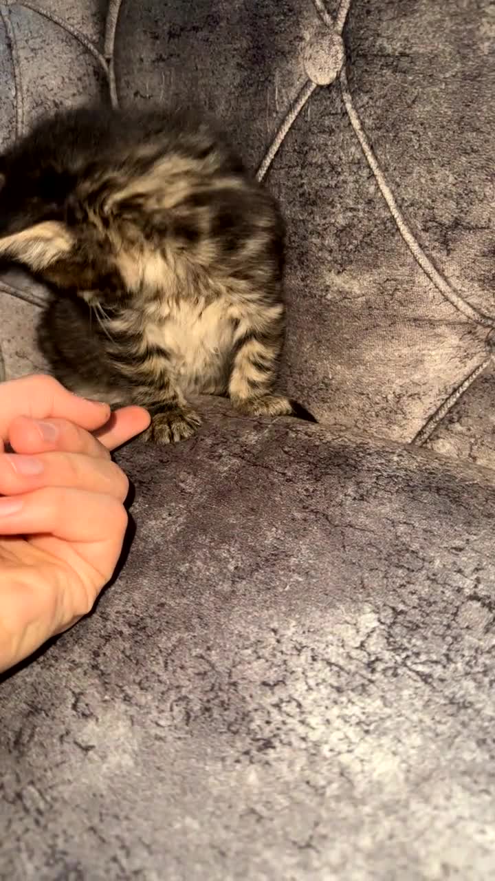 Domestic Shorthair cats for sale: Beautiful tabby and black-and-white kitten - Video 3