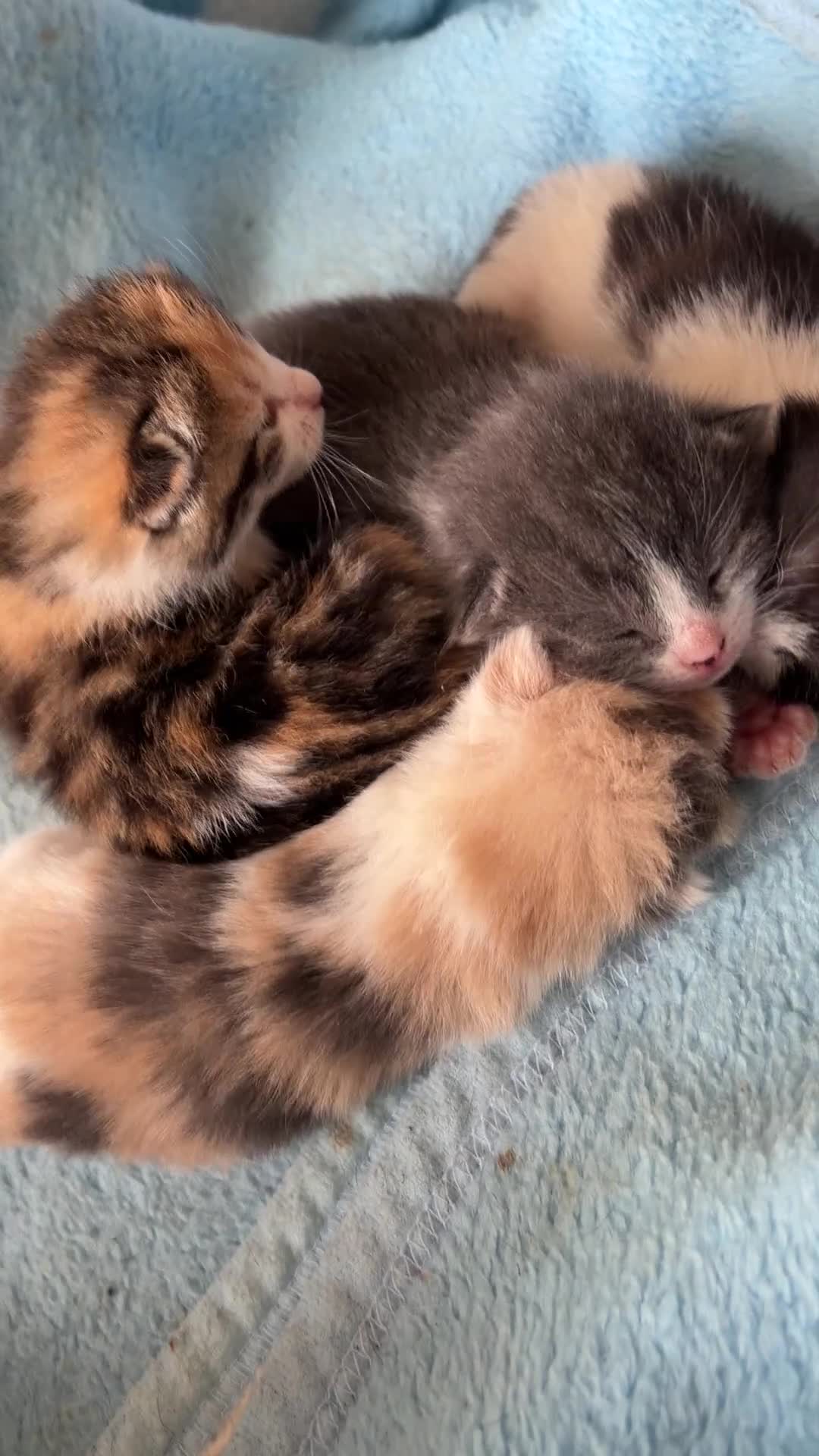 Domestic Shorthair cats for sale: 4 Female kitten  - Video 2