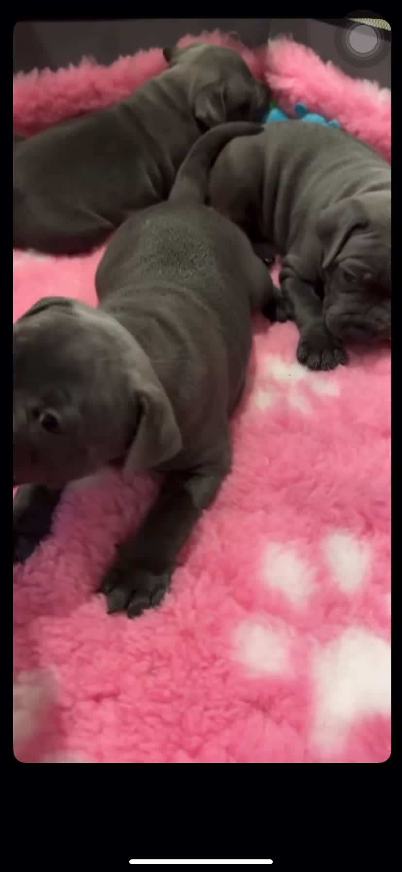 Staffordshire Bull Terrier dogs for sale: Brilliant Pure Staffordshire Bull Terrier puppies in Glasgow - Video 5
