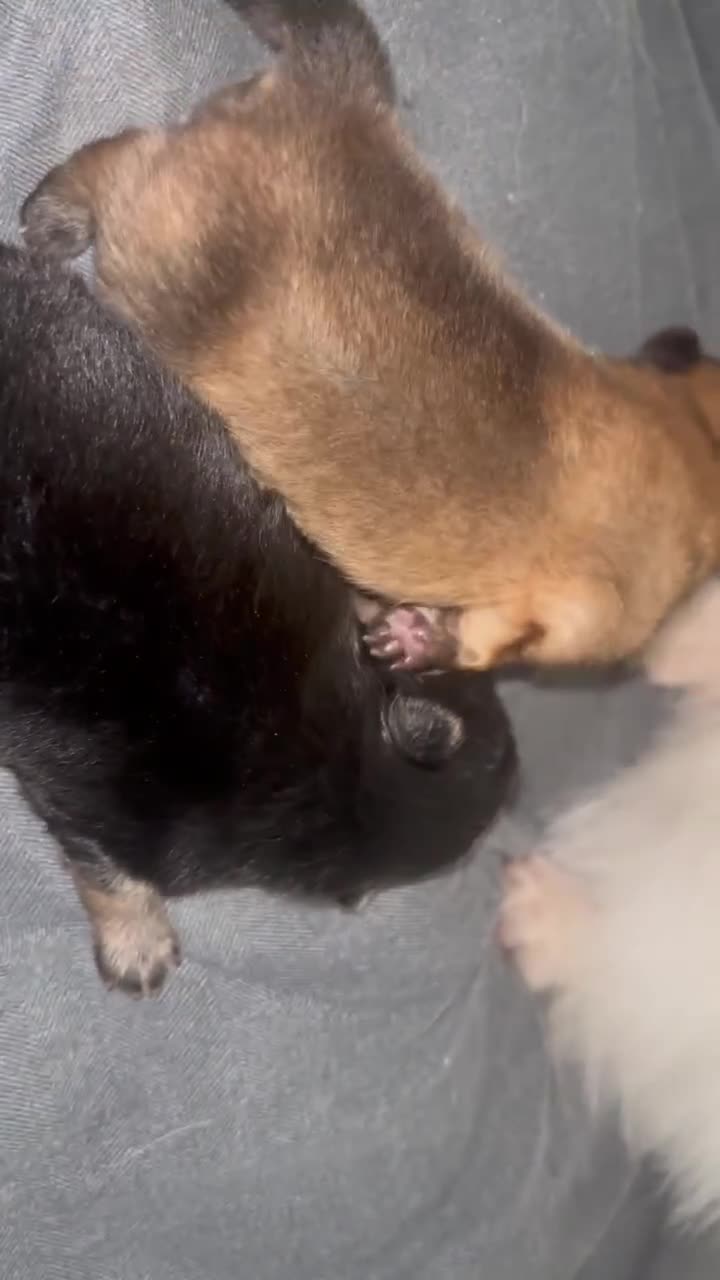 Pomeranian dogs for sale: Pomeranians  - Video 1