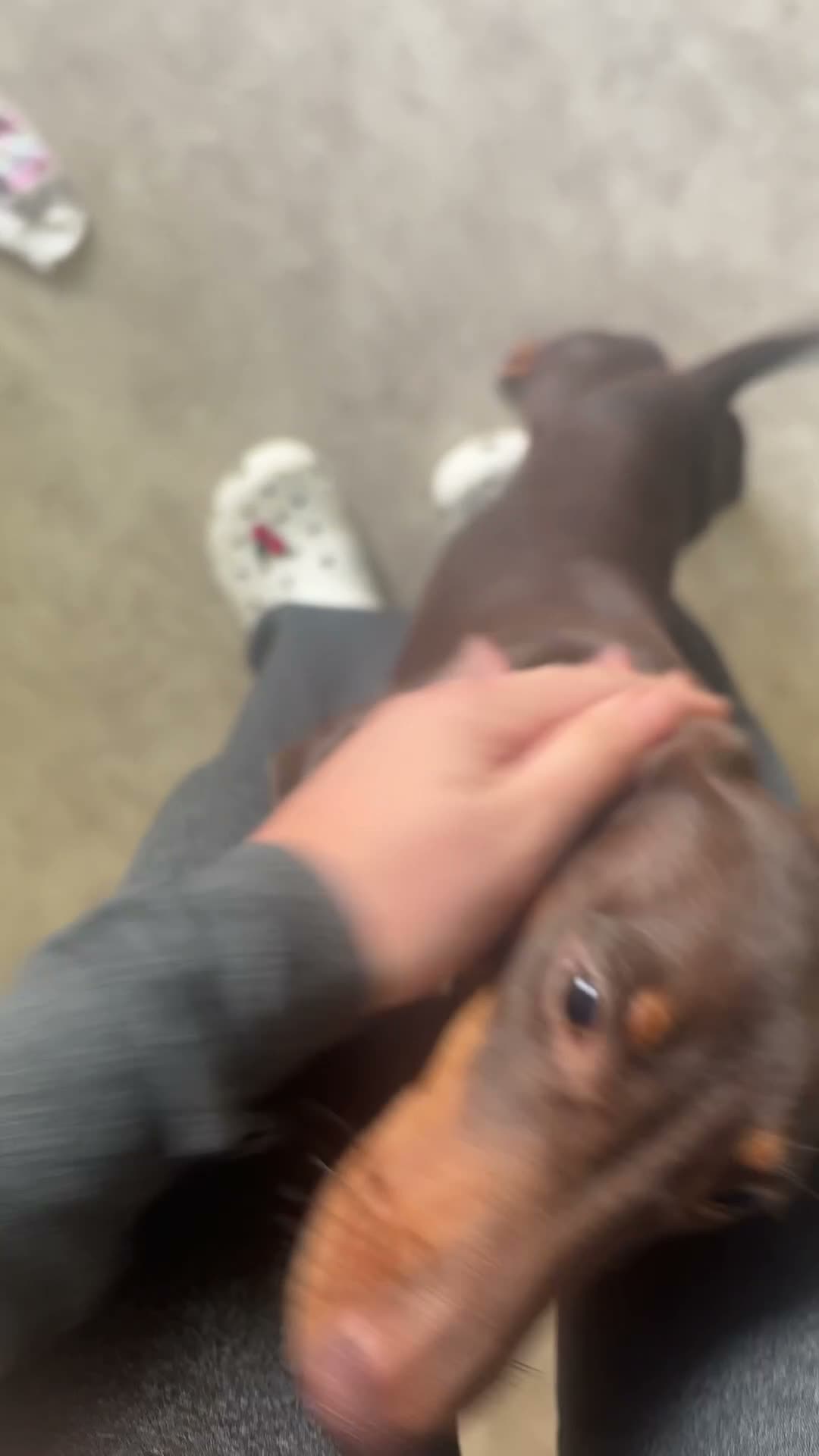 Dachshund dogs for sale: Buddy, 11 month old dachshund (kg registered) in Feltham - Video 1