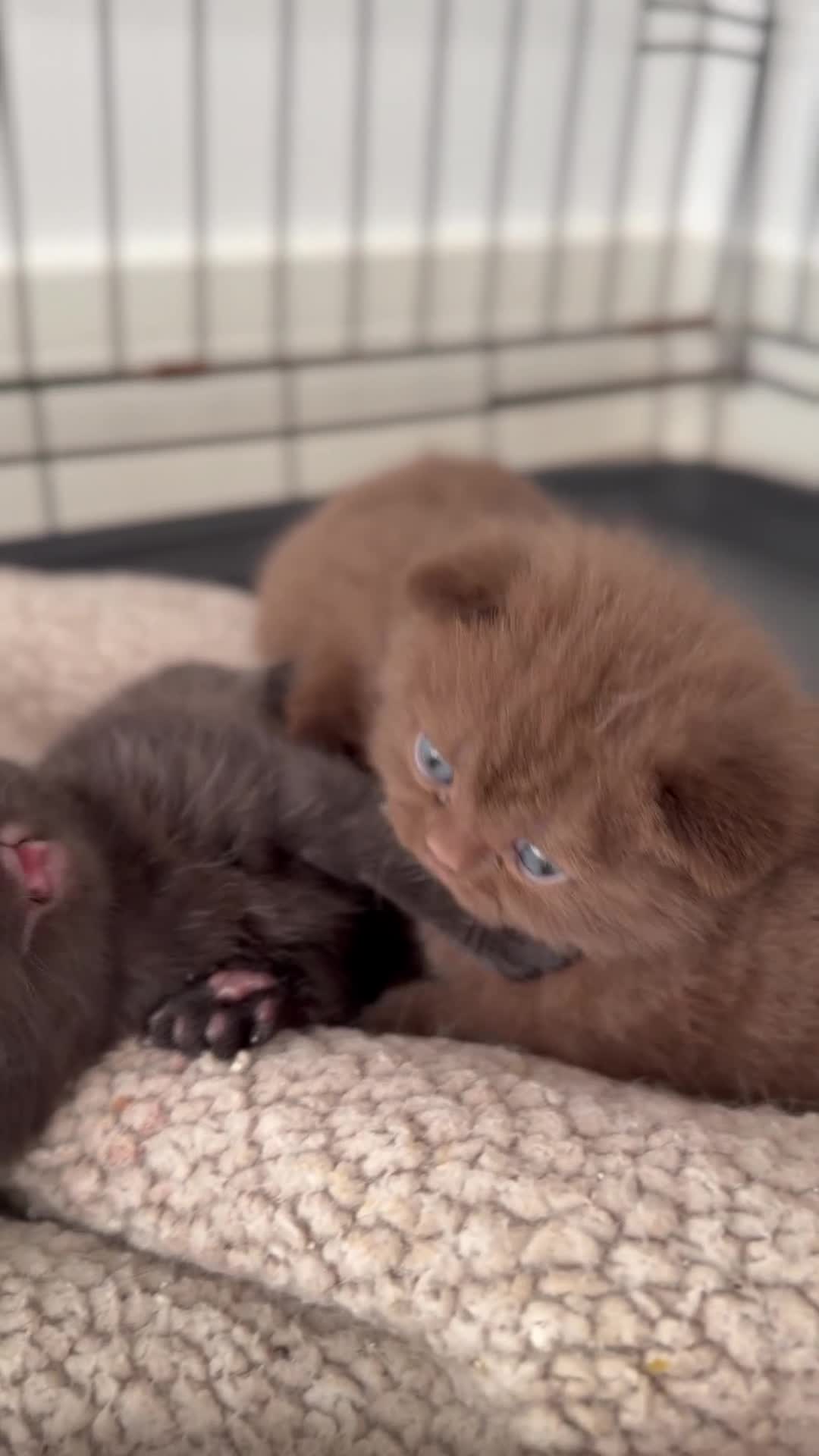 British Shorthair cats for stud: Health tested Cinnamon stud GCCF & TICA - Video 1