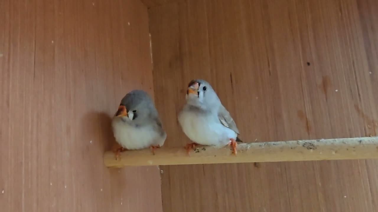 Finches birds for sale: 2 x 8 week old zebra finches - Video 1