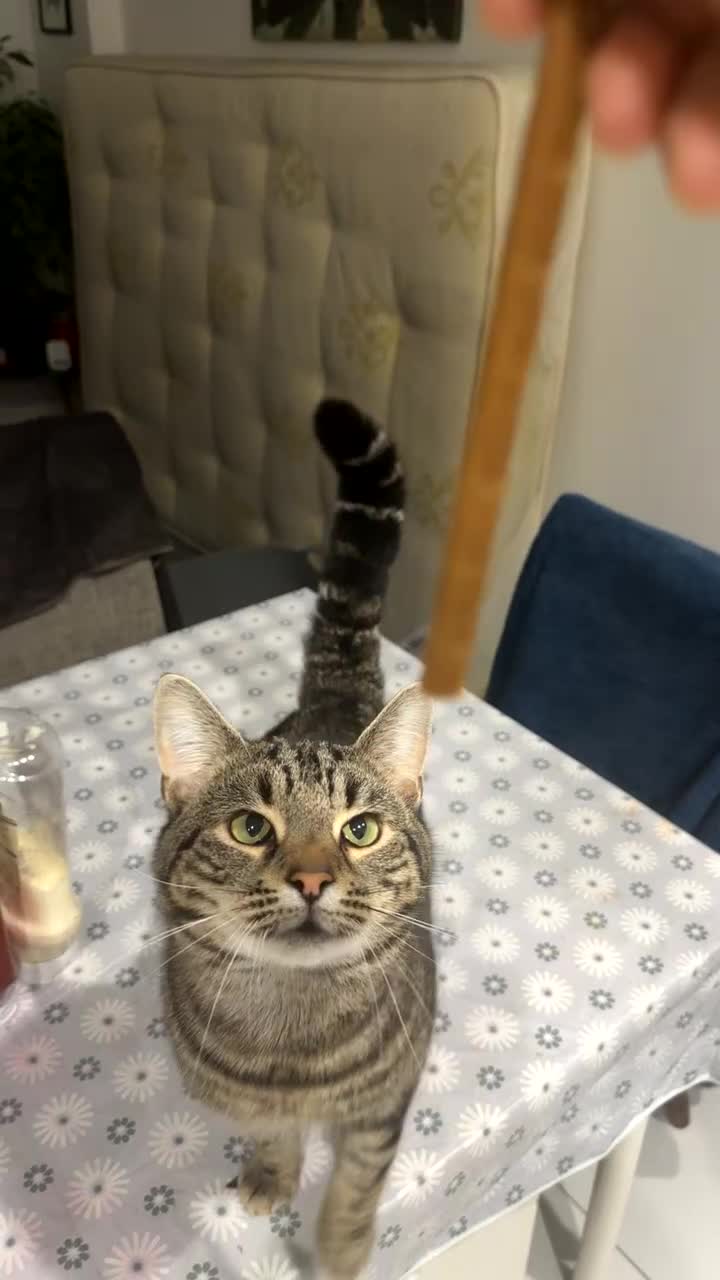 Mixed Breed cats for sale: Loving Hedvig Looking for a New Home ✨ - Video 1