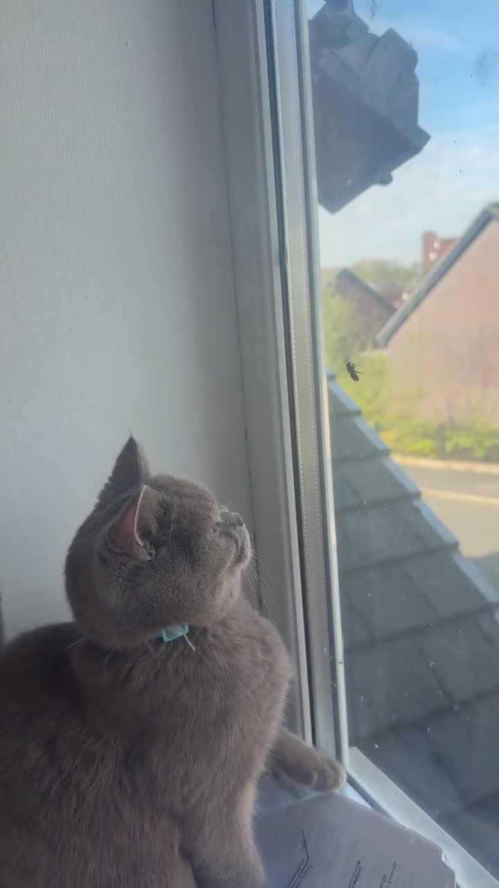 British Shorthair cats for sale: British shorthair female. Grey in Middlesbrough - Video 1