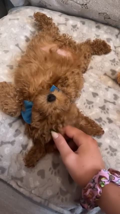 Miniature Poodle dogs for sale: 🐶 Miniature Poodle Puppies! 🐾 - Video 1