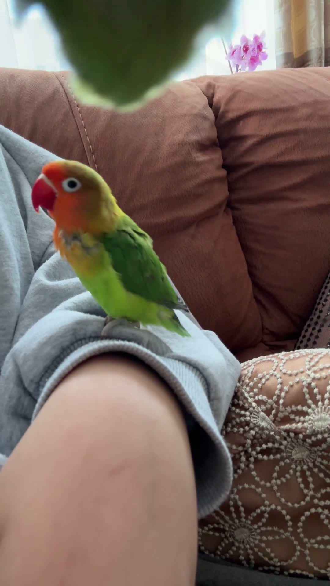 Lovebirds birds for sale: Super clingy and loving birds for sale as a pair - Video 1