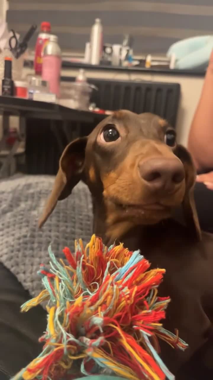 Dachshund dogs for sale: Male dachshund (Valentino) - Video 1