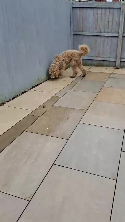 Mixed Breed dogs for sale: UNIQUE & ADORABLE FIB ST  BERDOODLE MALE AGE 1YR  - Video 2