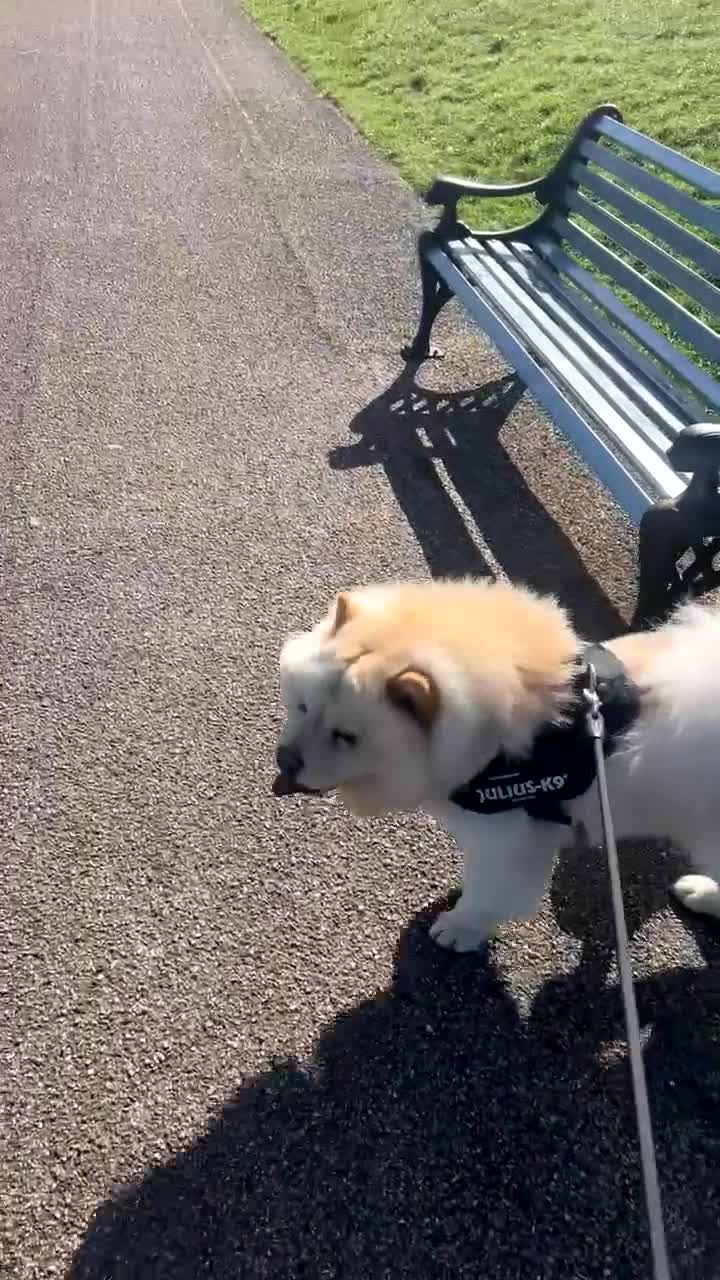 Chow Chow dogs for sale: Blaze in Dudley - Video 3