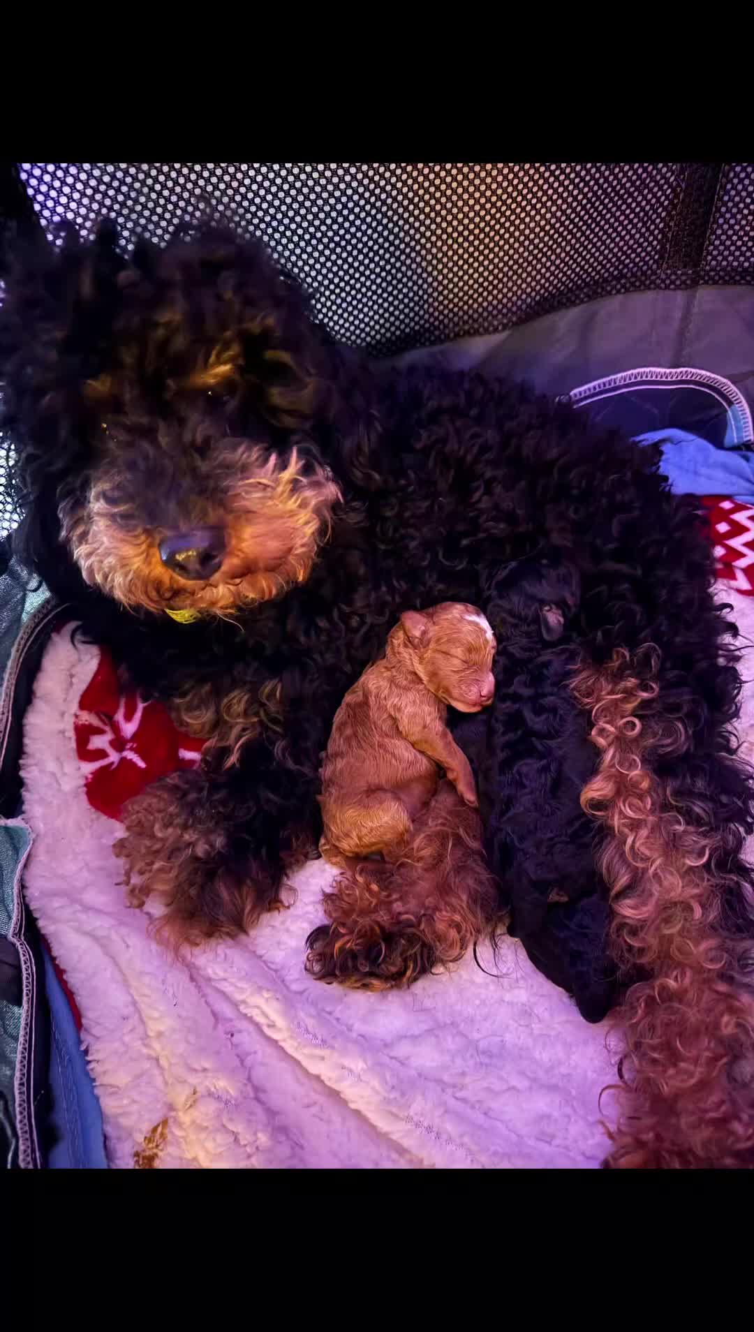 Toy Poodle dogs for sale: Beautiful Red & Phantom Toy Poodle's! KCregistered - Video 4