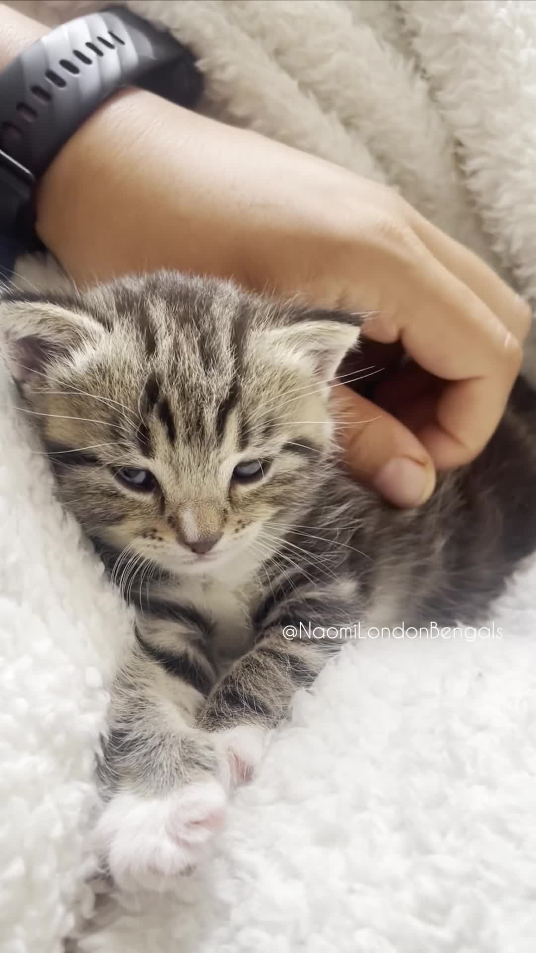 Mixed Breed cats for sale: ⭐️ BENGAL KITTEN FOR SALE! ⭐️ 🩷❤️🧡💛💚🩵💙💜 - Video 4