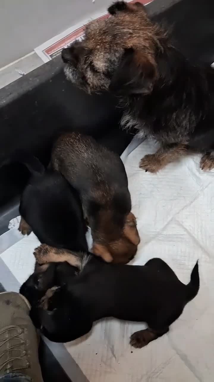 Border Terrier dogs for sale: Border terrier puppies for sale  in Cambridge - Video 1