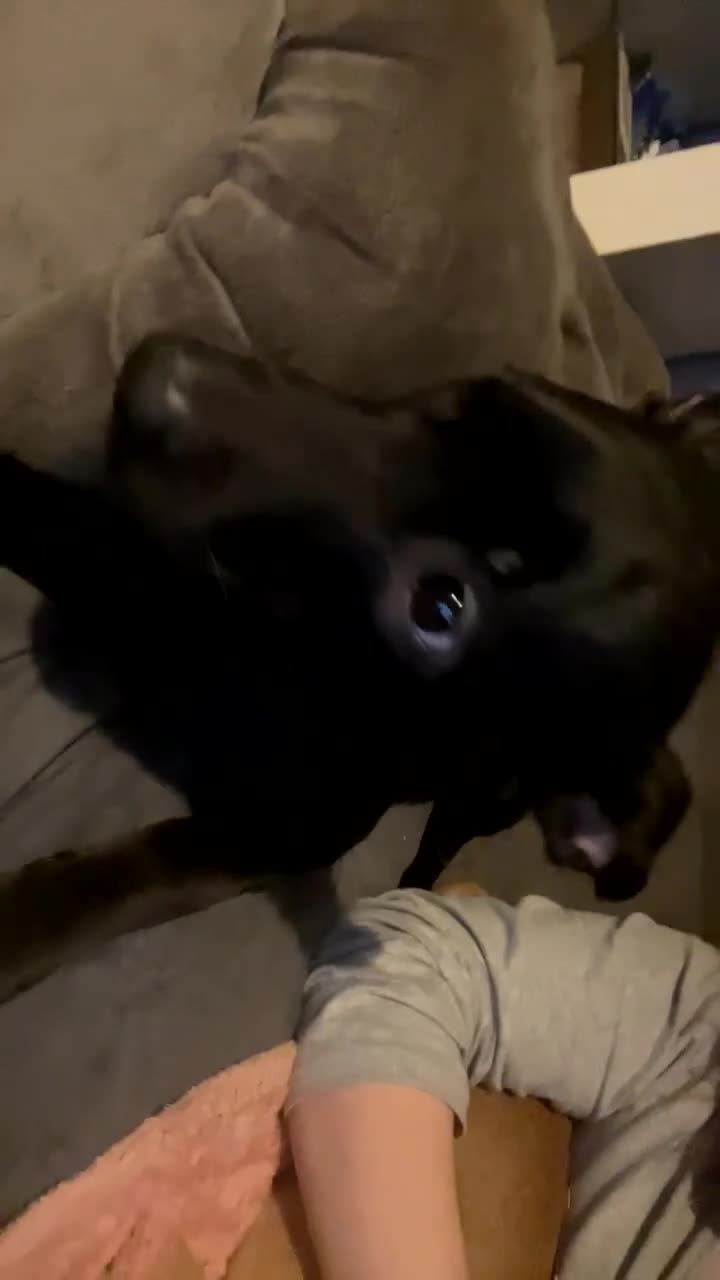 Mixed Breed dogs for sale: 4 pups - Video 5