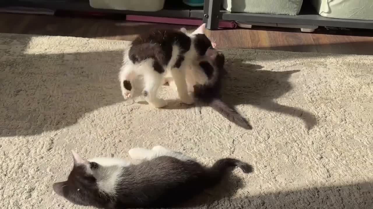 Mixed Breed cats for sale: Black and white male kittens  - Video 2